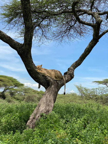 Lion in tree